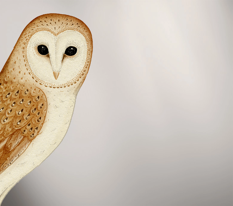 OWL DESIGN